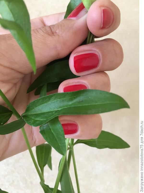 Листочки крупным планом