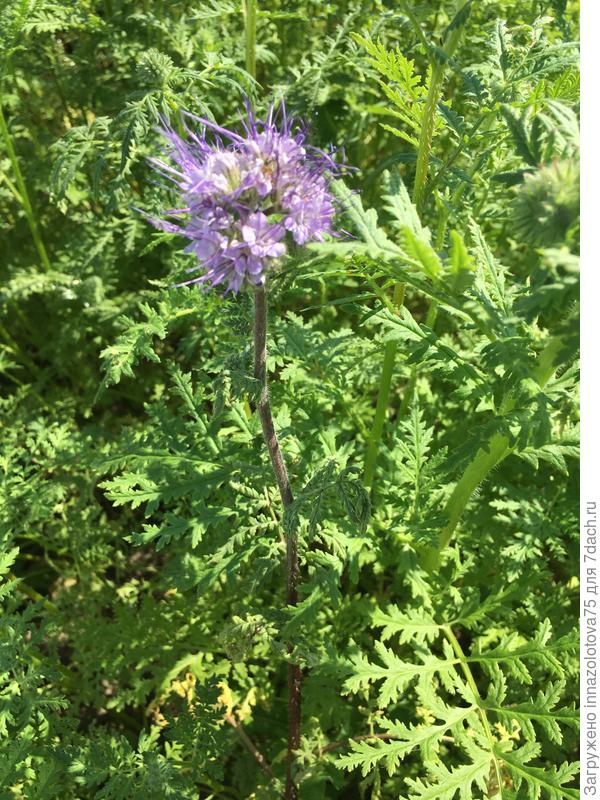 Первый цветочек