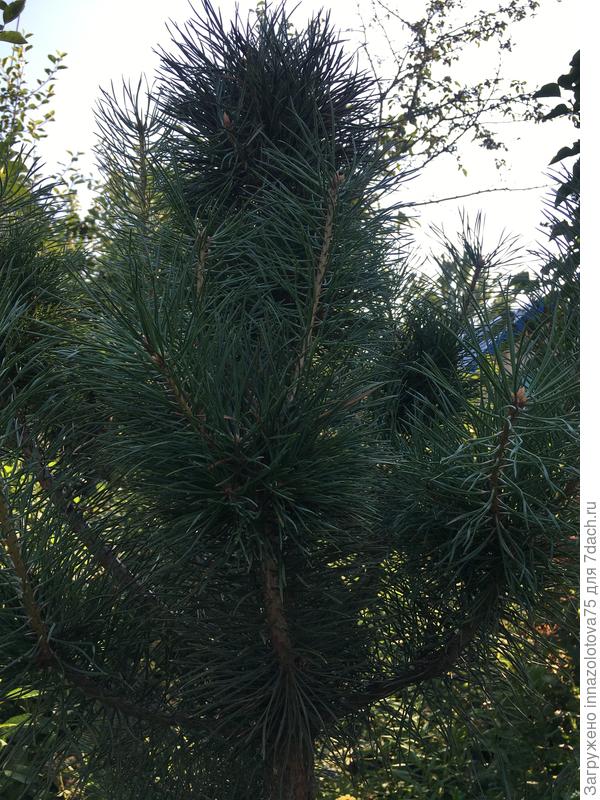 Макушка сосны крупным планом