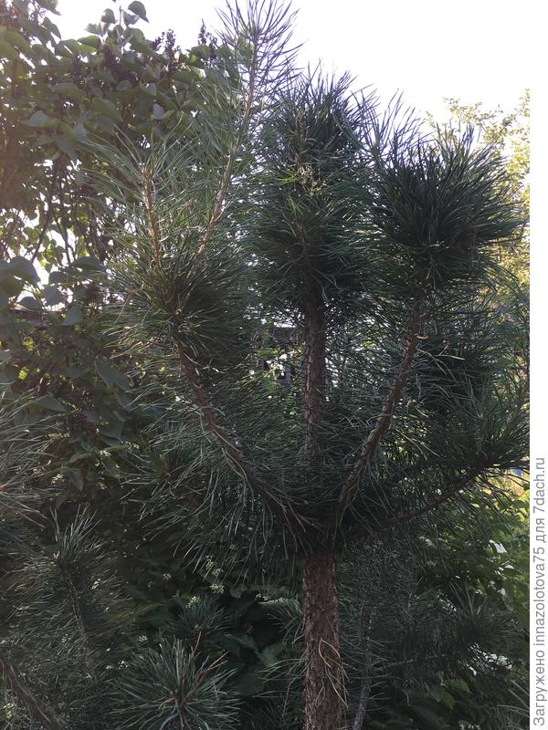 Ветви поближе