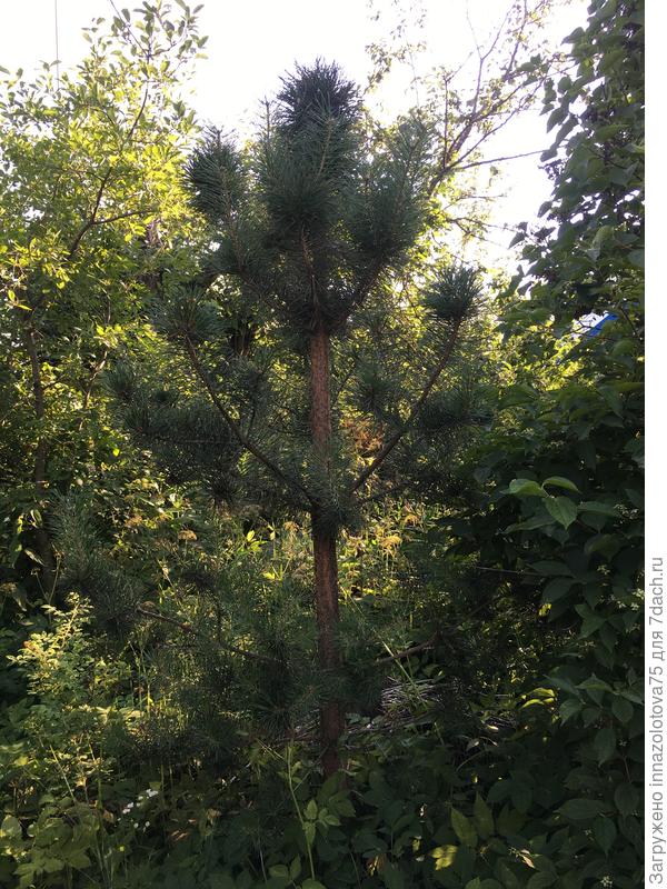 Сосна высотой 2 м, возраст 5 лет приблизительно