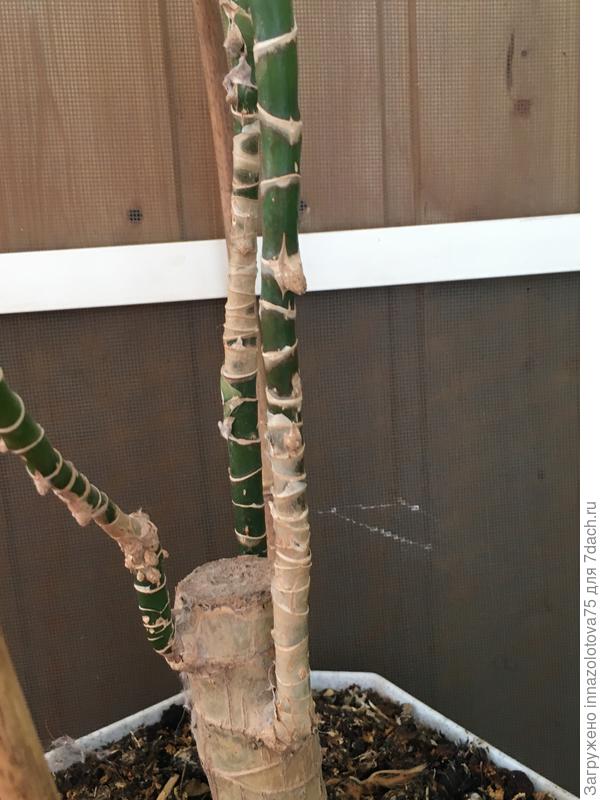 Ствол растения