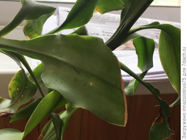 Листья растения