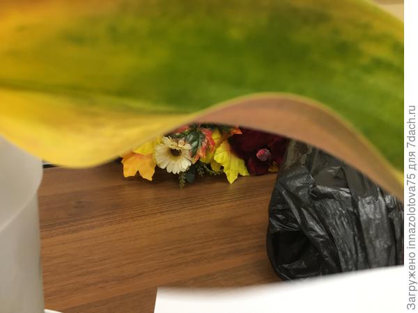Край листика сворачивается