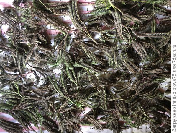 Семена фацелии