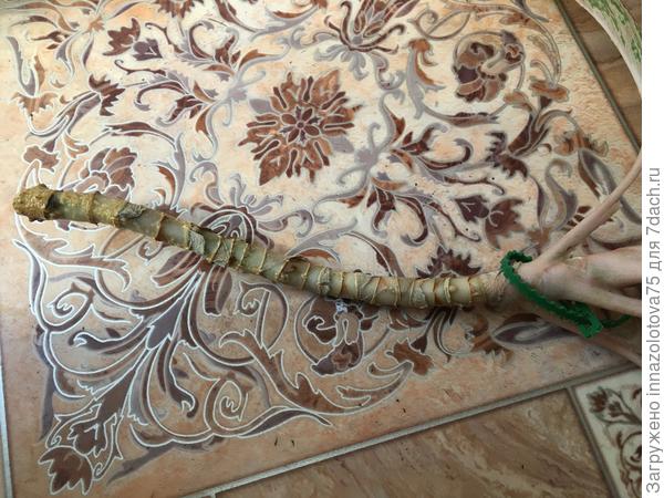 Длинный, «лысый» стволик