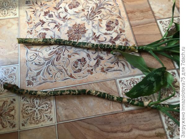 Длинные лысые стволики у зеленых