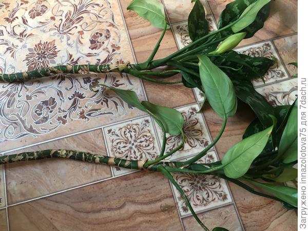 Растения с зелёным стволиком