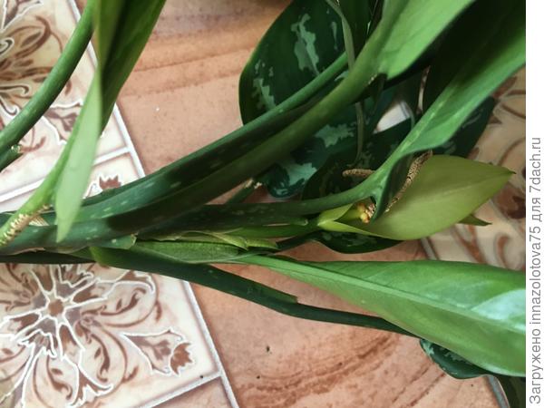 Цветок зелёного растения