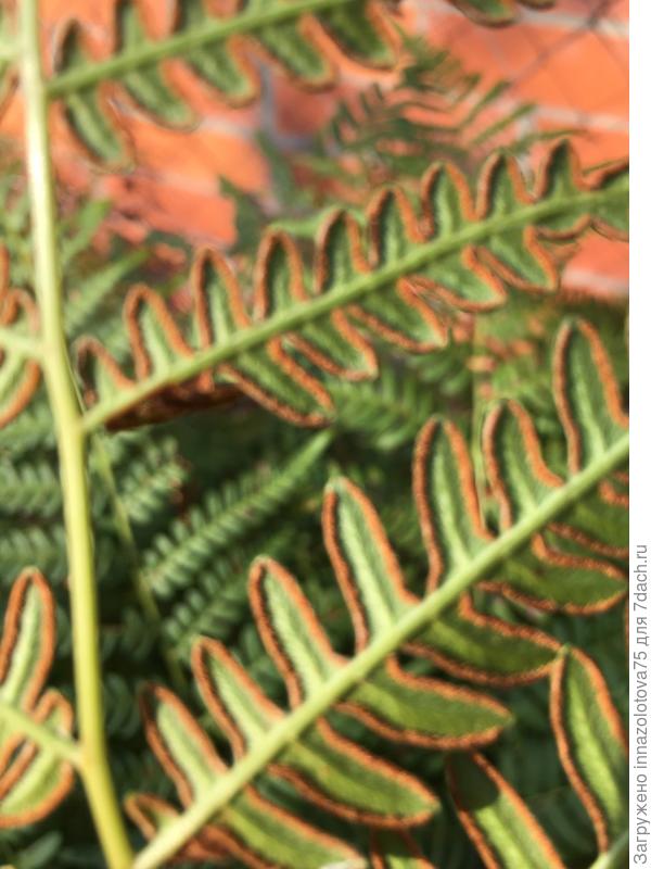 Обратная сторона листа