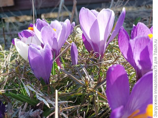 Крокусы