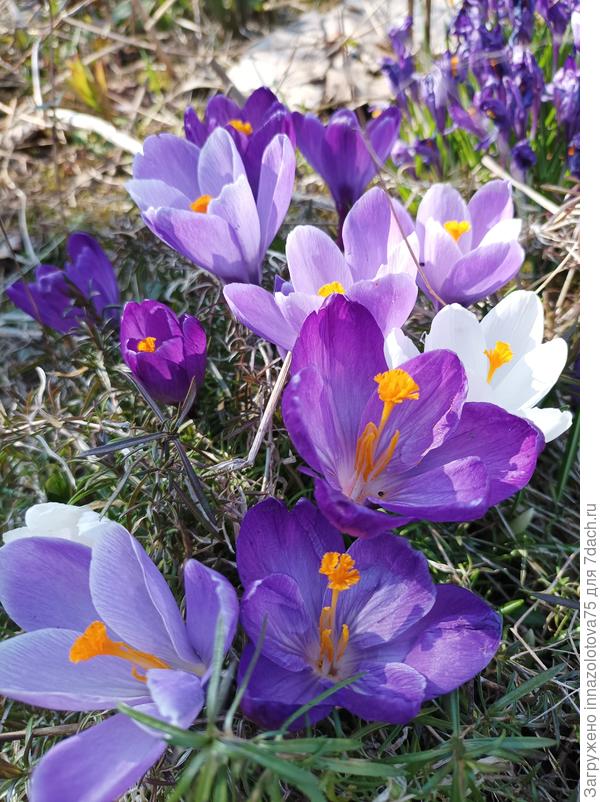 Крокусы, очень крупные, доставшиеся мне в наследство