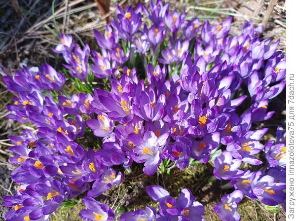 Крокусы, посаженные мною