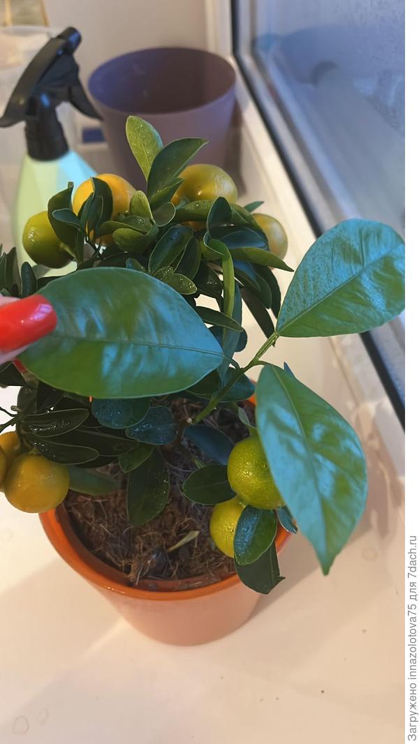 Мандарин с огромными листьями