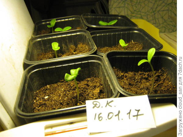 Огурцы под лампой греются.