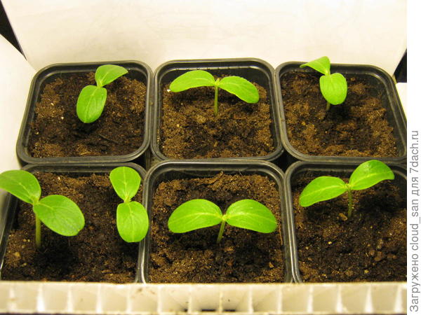 Первый настоящий листочек