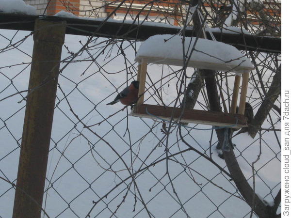 Залётный гость