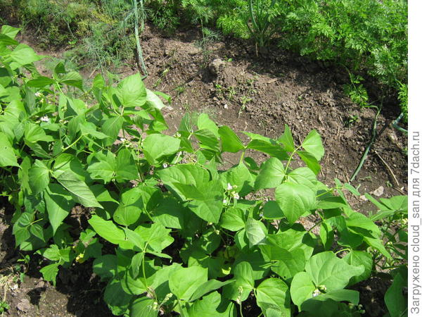 фасоль в июне