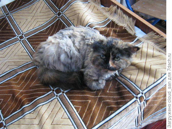 Неудачная стрижка.