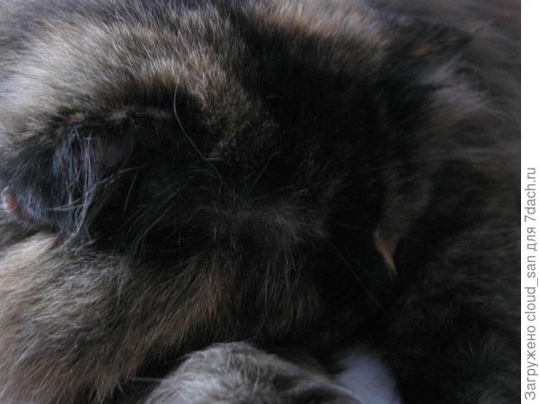 Сплю, где хочу и сколько хочу, и без рыбки ко мне не лезьте.