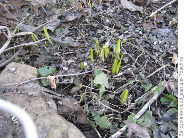 Нарциссы показались