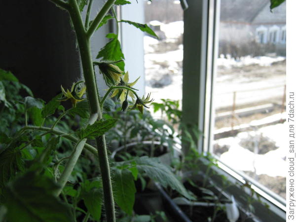 Первопроходцы