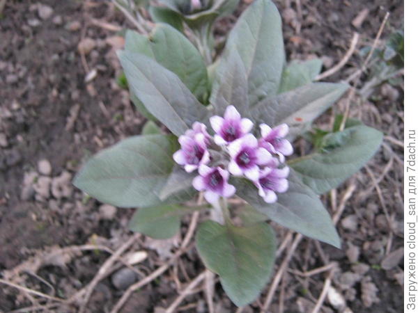 Пузырница, она же физохлайна.