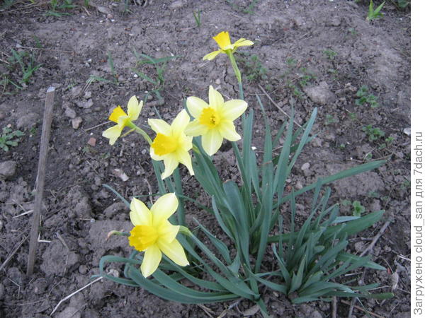 Принц Нарцисс.