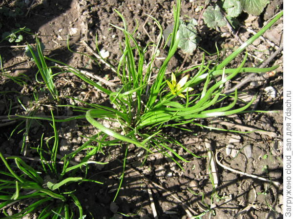 Цветочек без названия.