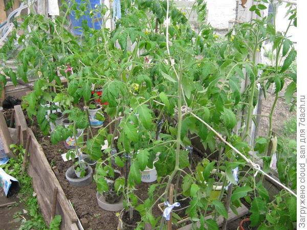 Бедолаги, никак не дождутся тепла.