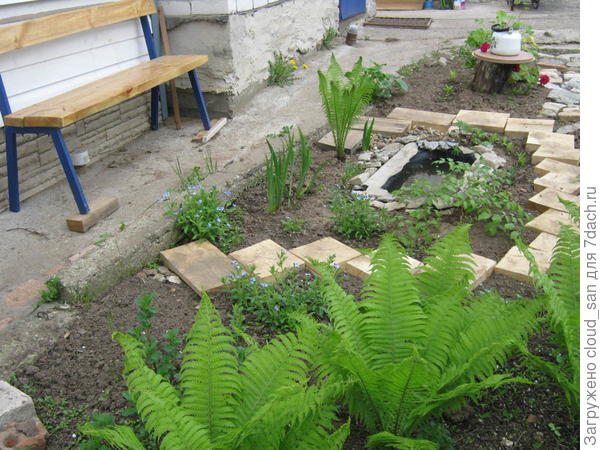 Папоротнику в такую погоду - благодать.