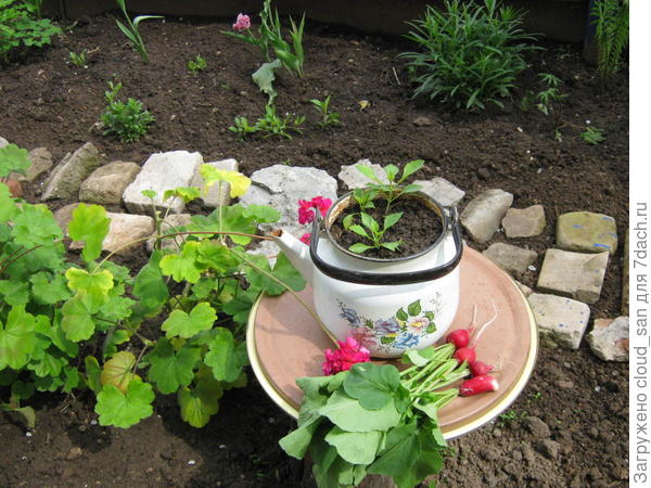 Последние редиски.