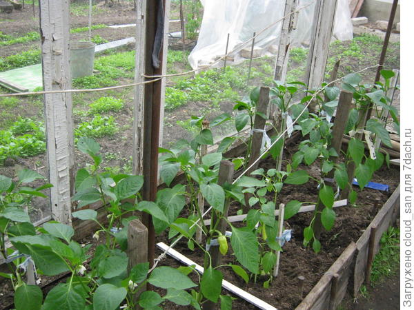 Перец в теплице