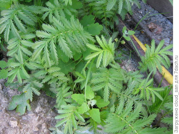 Такие вот красивые листочки.