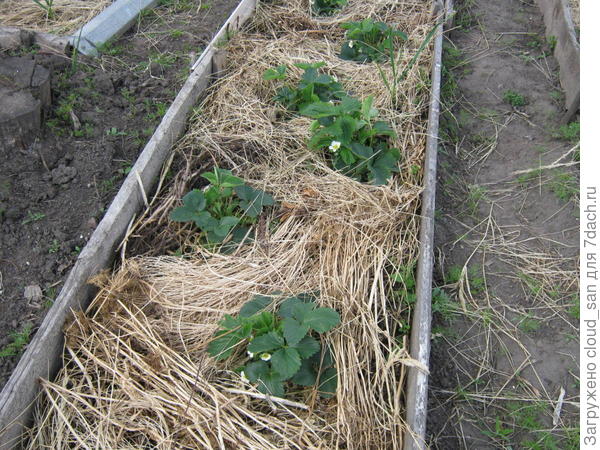 Земляника под мульчой из кресс-салата.