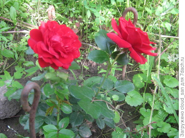 Желанная гостья.