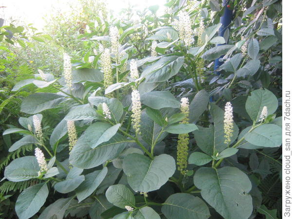 Агрессор огородный.