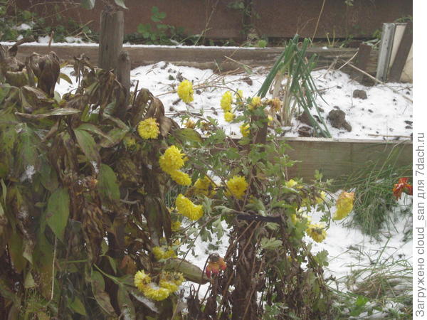 Первое и последнее цветение.