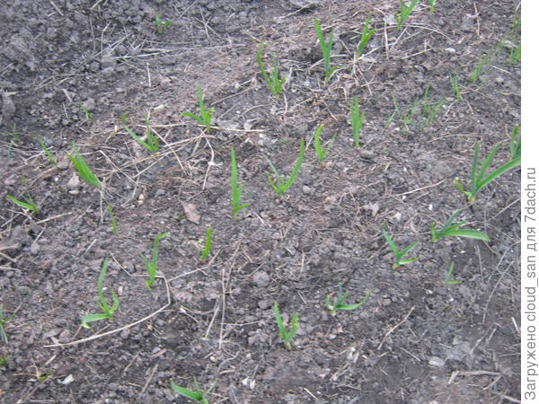 Но больше таких, земляных.