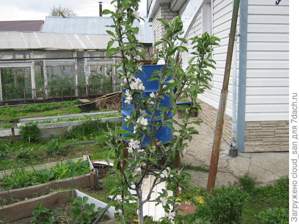 Бочка для сбора дождевой воды и полива.