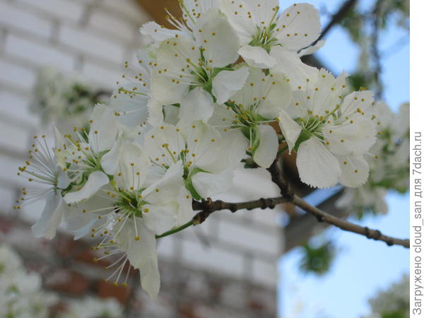 Праздник Вишни.