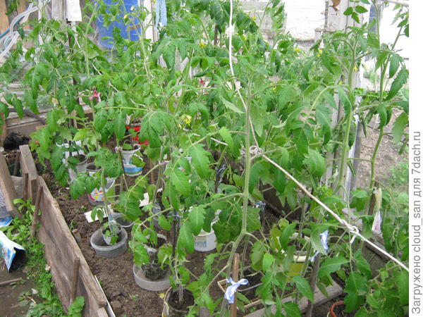В теплице. Конец мая.