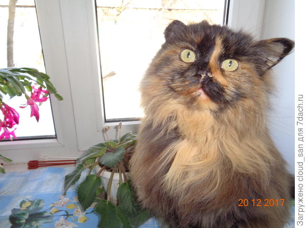 Все горшки на месте...