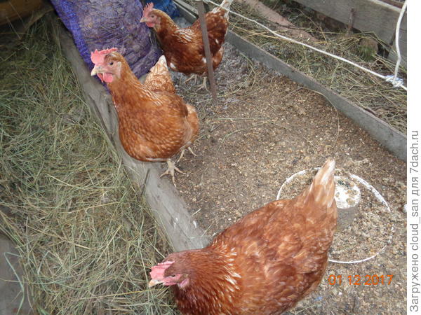 Любопытные