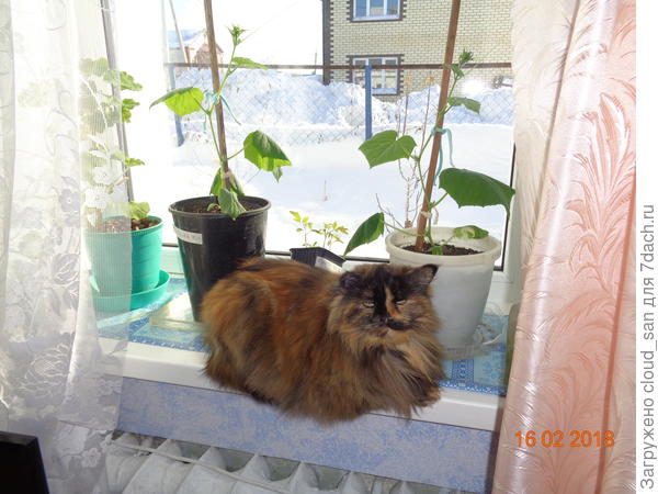 Милка &quot;при деле&quot;, за рассадой присматривает