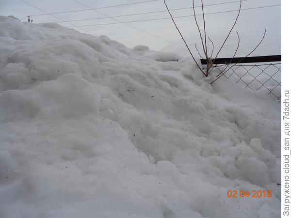 Нарциссы. Вы их не видите? А они та-а-ам.