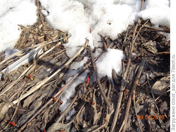 Первопроходцы