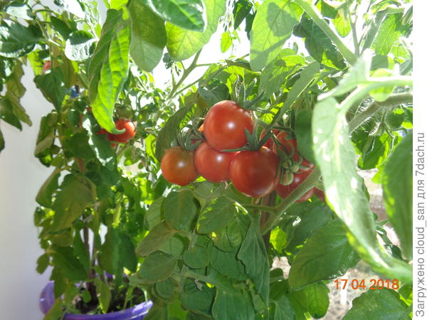 Балконное чудо.