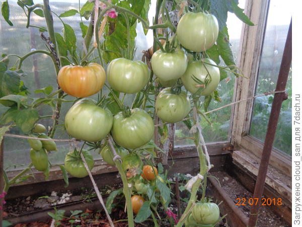 Бычье сердце