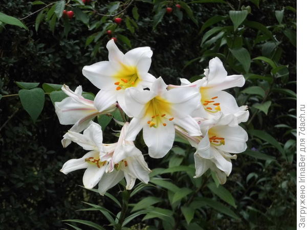 лилии, к сожалению уже отцветают